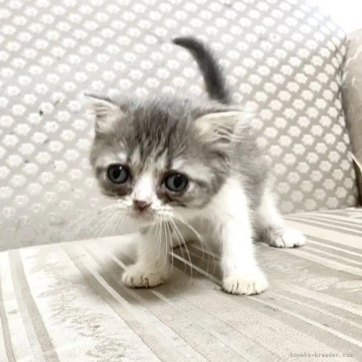ID:2307-01693の子猫