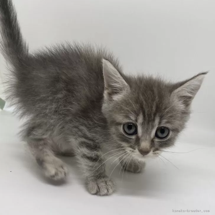 ID:2405-03237の子猫