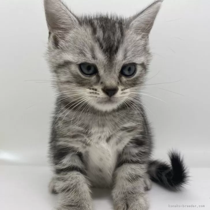 ID:2405-03248の子猫