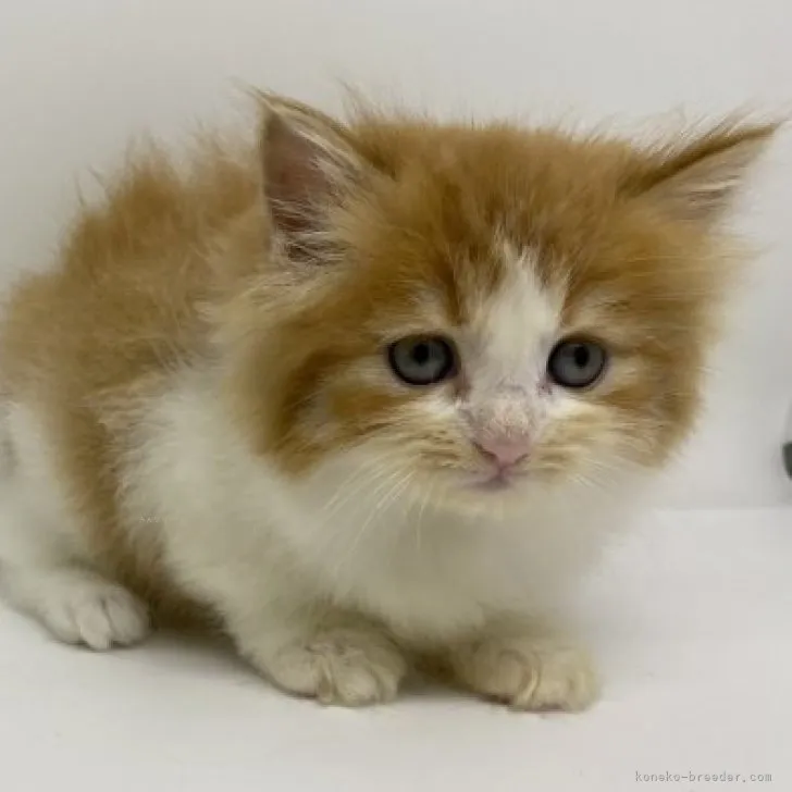 ID：2311-00823の子猫