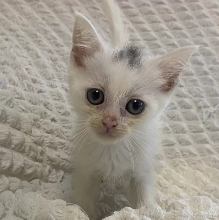 ID：2407-01777の子猫