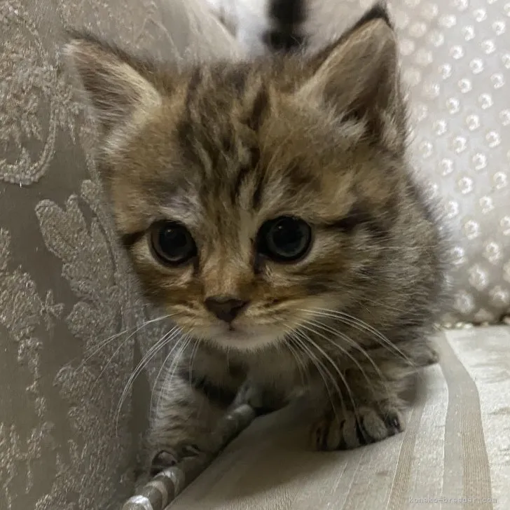ID:2307-02843の子猫