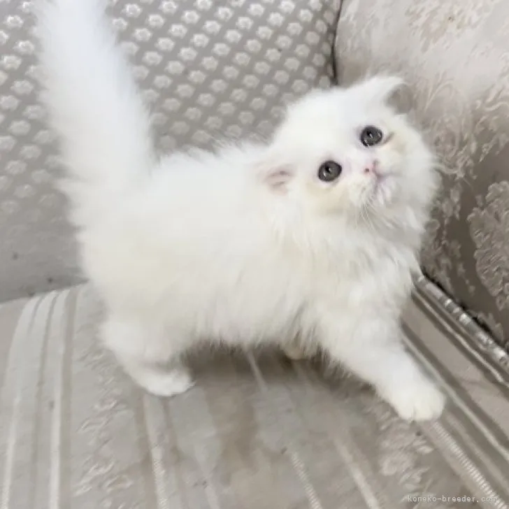 ID:2307-00802の子猫