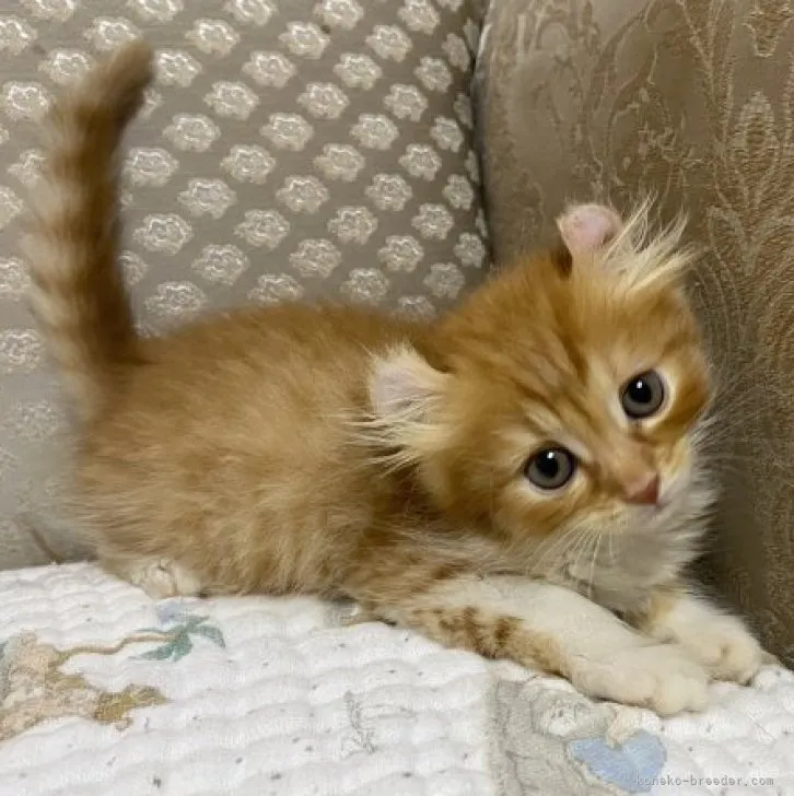 ID:2307-02380の子猫