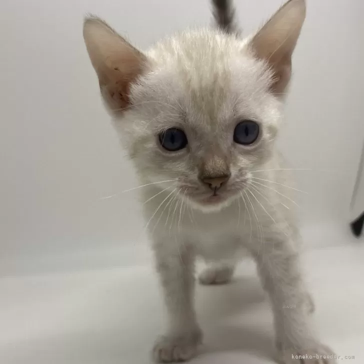 ID：2404-02505の子猫