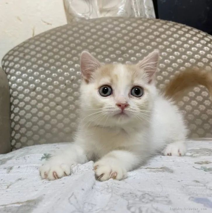 ID：2308-02848の子猫