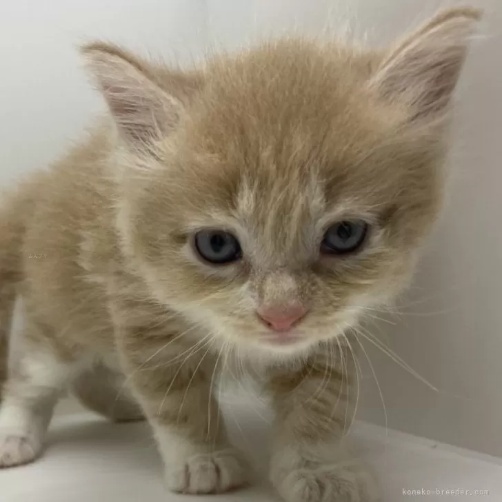ID:2407-01743の子猫
