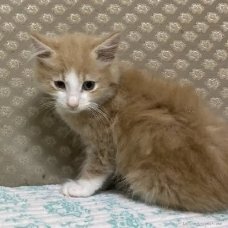 ID:2309-03089の子猫
