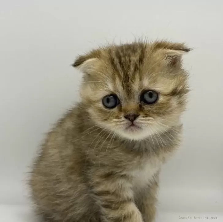 ID：2312-01556の子猫