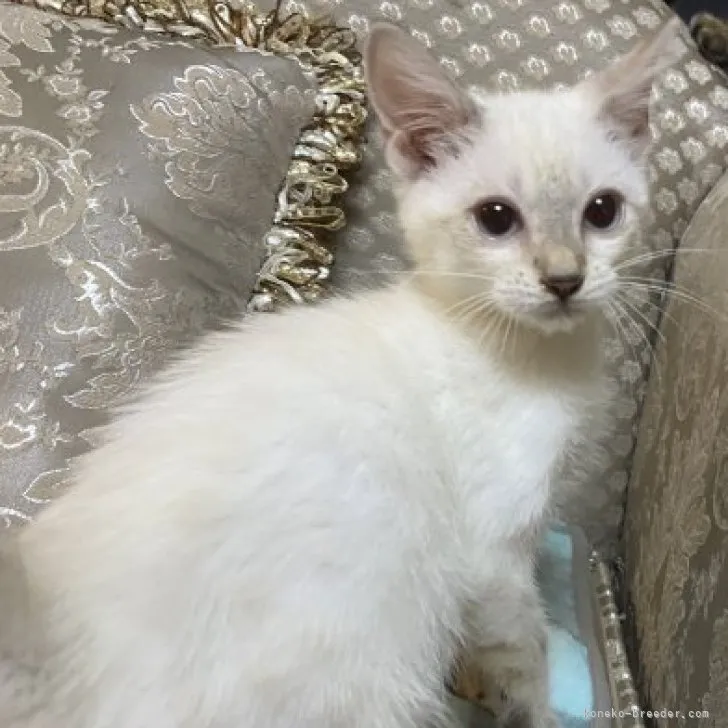 ID：2308-01264の子猫