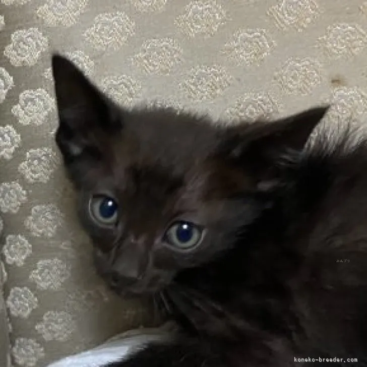 ID:2310-01171の子猫