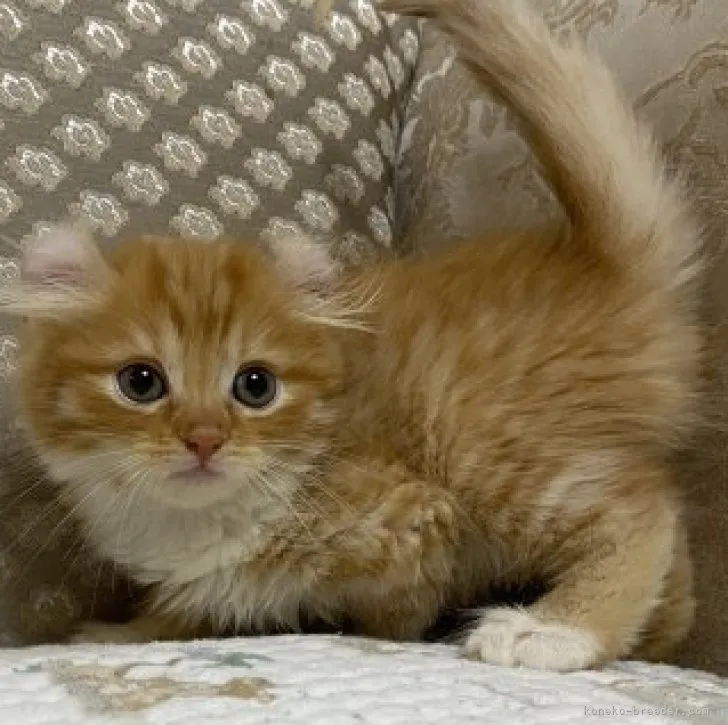 ID:2307-02381の子猫