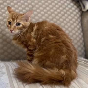 メインクーン【千葉県・女の子・2023年8月11日・レッドタビー（ミディアムロング）】の写真「ガッチリとした骨格の女の子❤️」