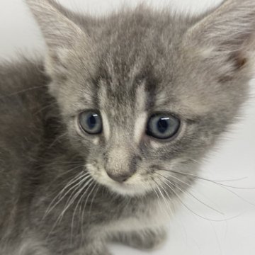 マンチカン(短足)【千葉県・男の子・2024年4月21日・ブルーシルバータビー（ショート）】の写真「ショーグレードの子です」