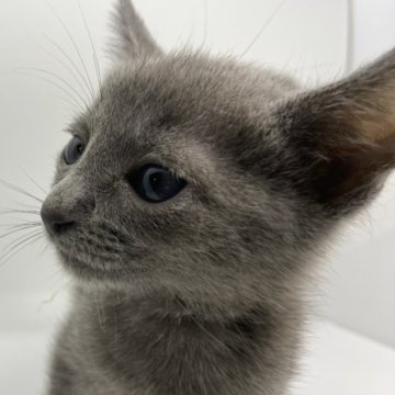 ロシアンブルー【千葉県・男の子・2023年10月26日・ブルー（ショート）】の写真「1番大きな子です❣️」
