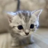 マンチカン(長足)【千葉県・女の子・2023年6月4日・シルバーパッチドタビー】の写真1「7/6撮影」