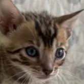 ベンガル【千葉県・女の子・2024年10月10日・ブラウンスポッテットタビー(ロゼット)】の写真1