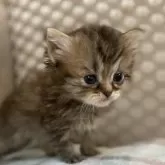 ミヌエット(長足)【千葉県・女の子・2024年3月31日・シェーデッドゴールデントティーシェル】の写真1