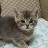 マンチカン(短足)【千葉県・男の子・2023年8月10日・ブルータビー】の写真1「9/29撮影」