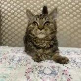 ラムキン【千葉県・女の子・2023年6月26日・ブラウンタビー】の写真1「11/4撮影」