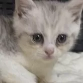 スコティッシュフォールド(立ち耳)【千葉県・男の子・2024年10月12日・シェーデッドシルバー&ホワイト】の写真1