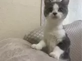 ブリティッシュショートヘア【千葉県・女の子・2024年5月7日・ブルー&ホワイト】の写真2