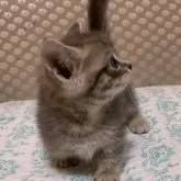 マンチカン(短足)【千葉県・男の子・2023年8月10日・ブルータビー】の写真3「9/29撮影」