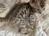 ベンガル【千葉県・女の子・2024年10月10日・ブラウンスポッテットタビー(ロゼット)】の写真4