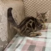 マンチカン(短足)【千葉県・男の子・2024年1月6日・ブラウンタビー】の写真4