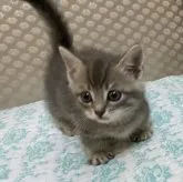 マンチカン(短足)【千葉県・男の子・2023年8月10日・ブルータビー】の写真5「9/29撮影」