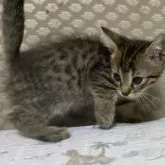 ジェネッタ【千葉県・男の子・2023年7月30日・ブラウンスポッテットタビー】の写真5「9/20撮影」