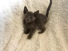 ロシアンブルー【千葉県・男の子・2025年5月4日・ブルー】の写真10