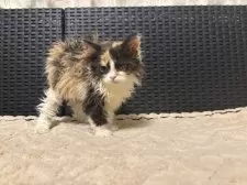 セルカークレックス【千葉県・女の子・2025年10月1日・キャリコ】の写真13