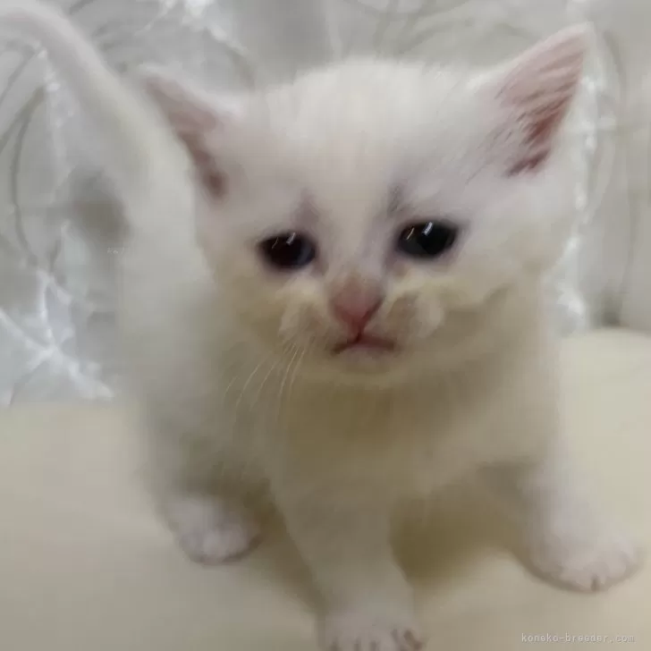 ID:2503-02073の子猫