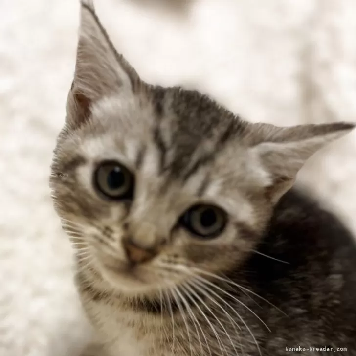 ID：2506-02301の子猫