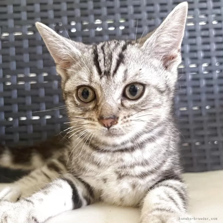 ID:2508-01166の子猫