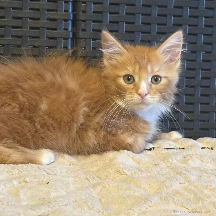 メインクーン【千葉県・女の子・2025年9月21日・レッドタビー&amp;ホワイト】の写真1