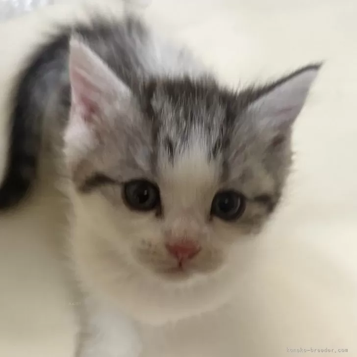 ID:2503-02068の子猫