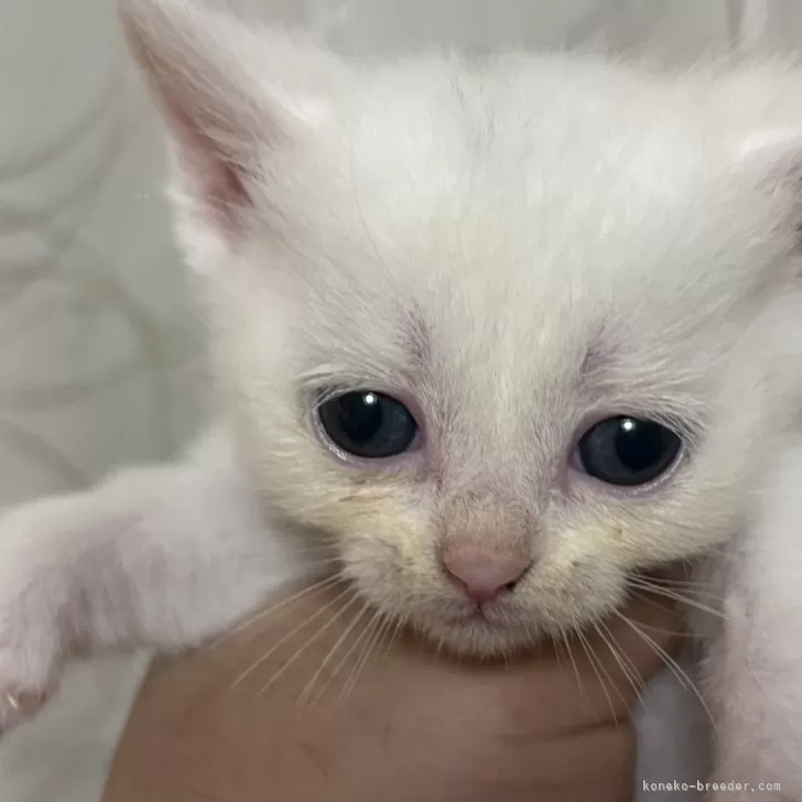 ID:2503-02075の子猫