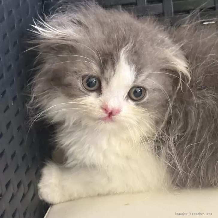 ID:2506-02231の子猫