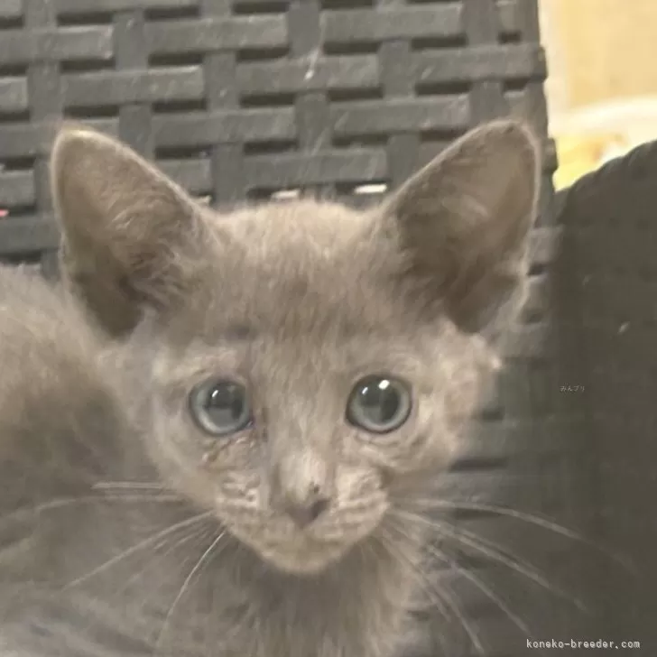 ID:2506-02171の子猫