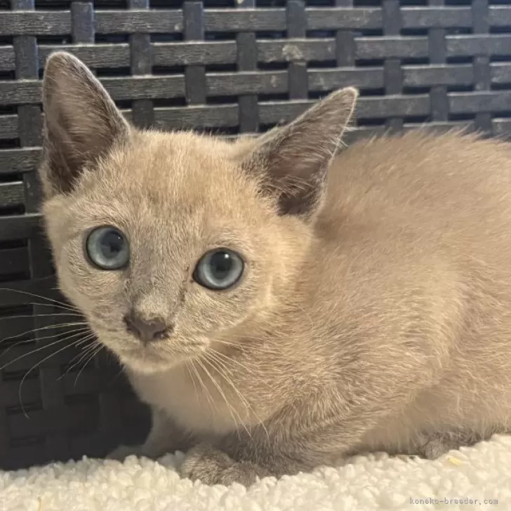 ID:2508-01125の子猫