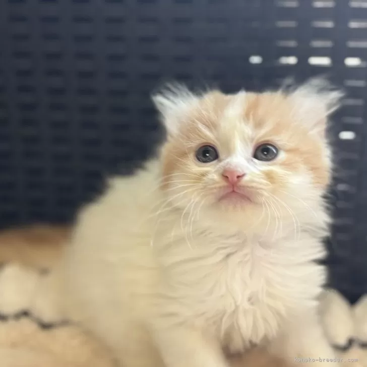 ID：2503-01934の子猫