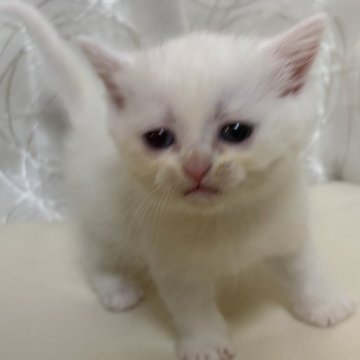 マンチカン(長足)【千葉県・男の子・2025年2月18日・ホワイト（ショート）】の写真「甘えん坊チームZです！」