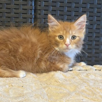 メインクーン【千葉県・女の子・2025年9月21日・レッドタビー&ホワイト（ロングコート）】の写真「色綺麗で性格めちゃ良い女の子」