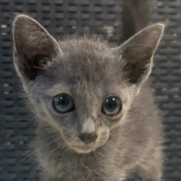 ロシアンブルー【千葉県・女の子・2025年5月4日・ブルー（ショート）】の写真「母ダブルグランドCH」