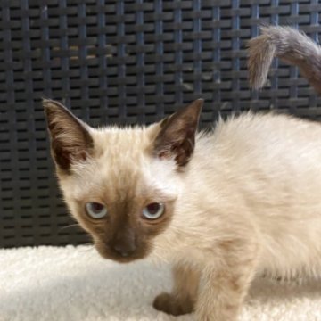 マンチカン(長足)【千葉県・男の子・2025年6月10日・シールポイント（ショート）】の写真「シャム猫の様なマンチカンです。」