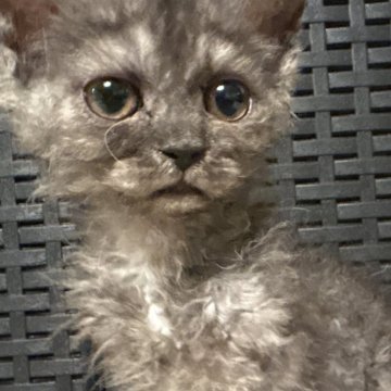 セルカークレックス【千葉県・男の子・2025年10月1日・ブラックスモーク（ショートヘア）】の写真「カール具合は良いですがペットタイプの男の子」