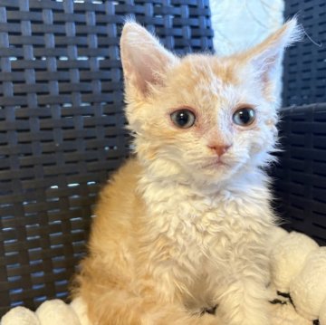 セルカークレックス【千葉県・男の子・2025年10月1日・カメオスモーク&ホワイト（ショートヘア）】の写真「これから楽しみな子です。」