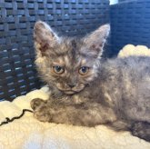 セルカークレックス